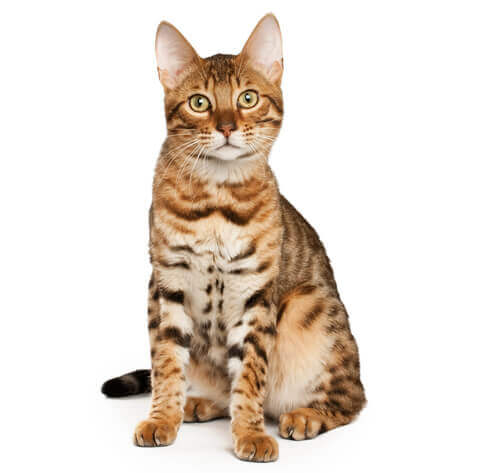 Bengal deals cat feeding